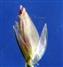 Spikelet